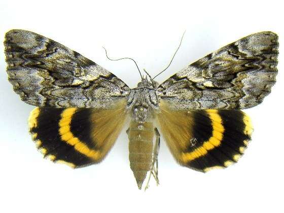 Image of Yellow-banded Underwing