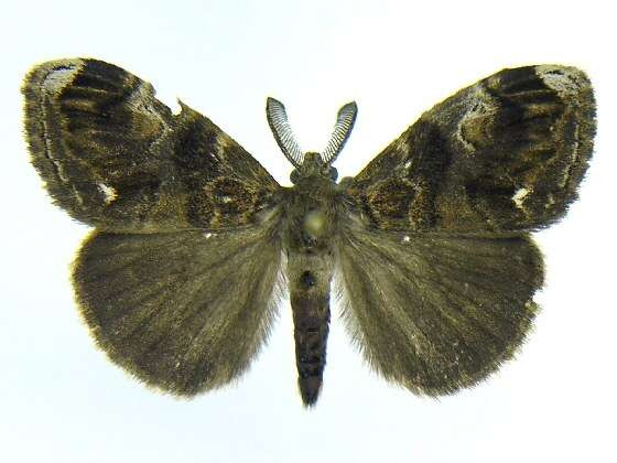 Image of Definite Tussock Moth