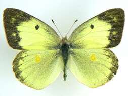 Image of Clouded sulphur