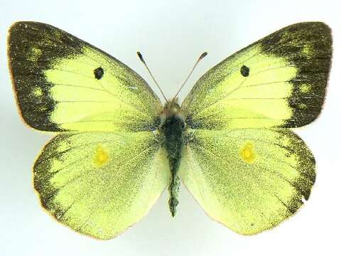 Imagem de Colias philodice Godart (1819)