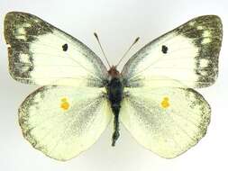 Image of Clouded sulphur