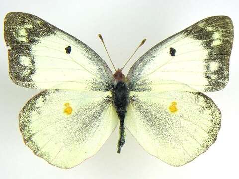 Imagem de Colias philodice Godart (1819)