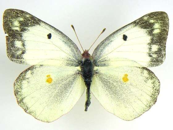 Image of Clouded sulphur