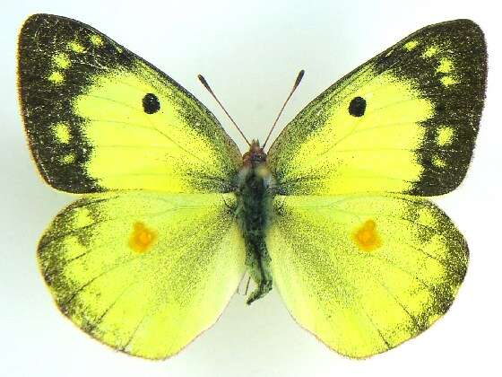 Image of Clouded sulphur