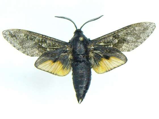 Image of Carpenterworm Moth