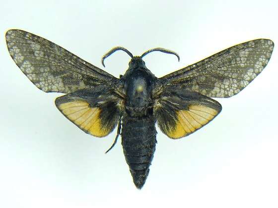 Image of Carpenterworm Moth