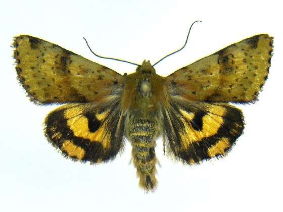 Image of <i>Heliothis acesias</i>