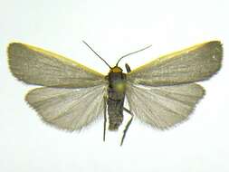 صورة <i>Manulea bicolor</i>