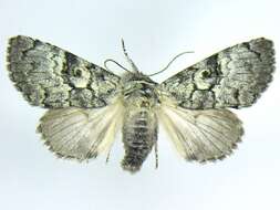 Image of The Laugher Moth