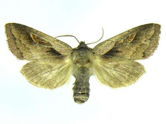 Image of <i>Bellura obliqua</i>