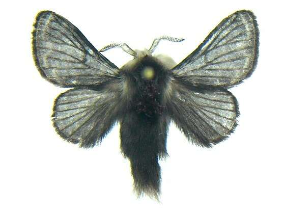 Image of Larch Lappet Moth