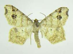 Image of <i>Macaria aemulataria</i>