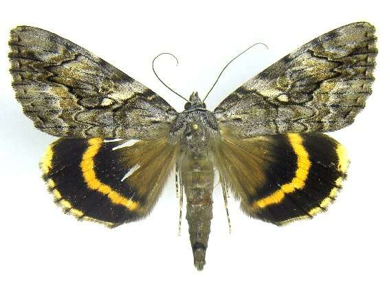 Image of Yellow-banded Underwing