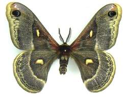 Image of Columbia Silkmoth