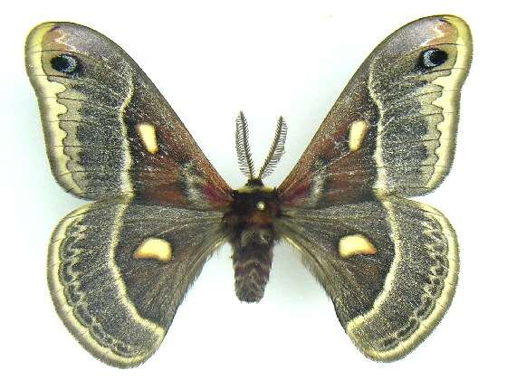 Image of Columbia Silkmoth