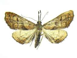 Image of Dark-spotted Palthis, Angulated Snout-moth