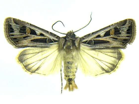 Image of Dingy Cutworm Moth