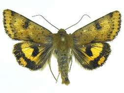 Image of <i>Heliothis acesias</i>