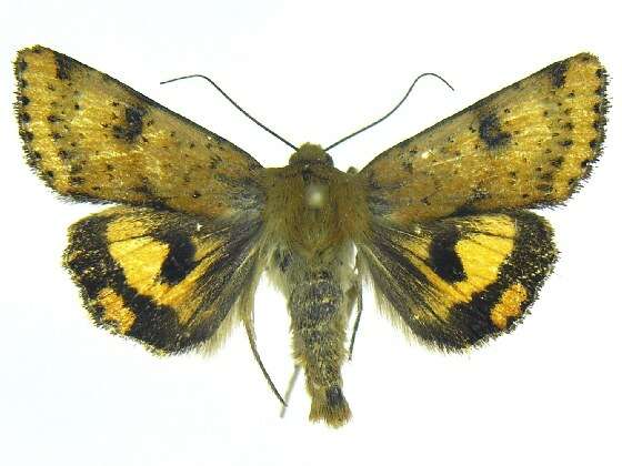 Image of <i>Heliothis acesias</i>