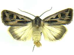 Image of Dingy Cutworm Moth