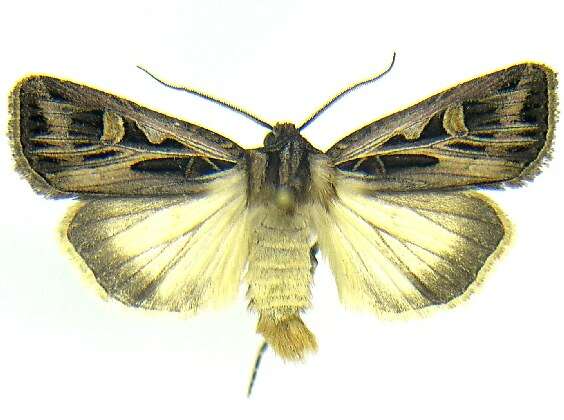 Image of Dingy Cutworm Moth