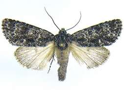 Image of Night-wandering Dagger Moth