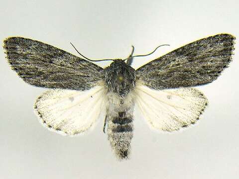 Imagem de <i>Acronicta oblinita</i>