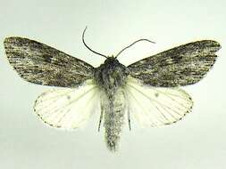 Image of <i>Acronicta oblinita</i>