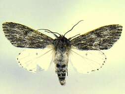 Imagem de <i>Acronicta oblinita</i>