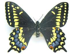 صورة Papilio brevicauda Saunders 1869