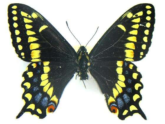 صورة Papilio brevicauda Saunders 1869