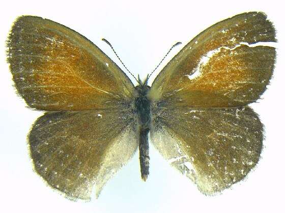 Image of Common Ringlet