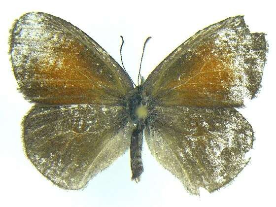 Image of Common Ringlet