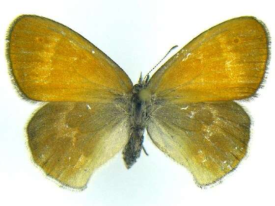 Image of Common Ringlet