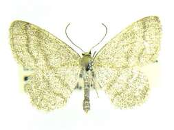 Image of Frigid wave moth