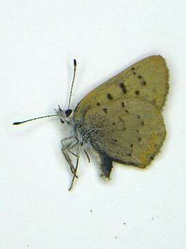 Image of <i>Lycaena dorcas</i>