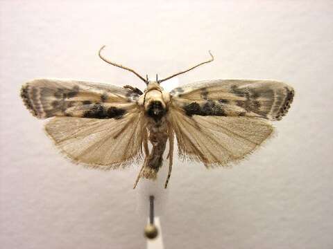 Image of Schlaeger's Fruitworm Moth