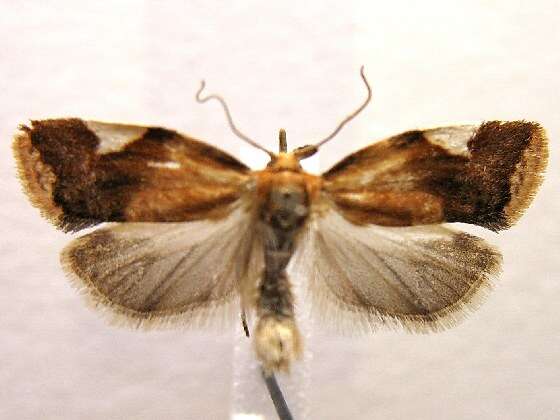 Image of White-triangle Tortrix