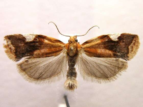 Image of White-triangle Tortrix