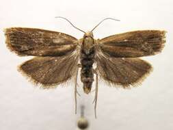 Image of <i>Eucosma indeterminana</i>