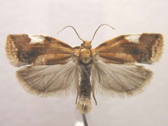 Image of White-triangle Tortrix