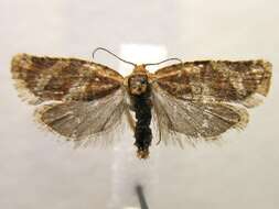 Image of Pine-tube Moth