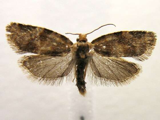 Image of Pine-tube Moth