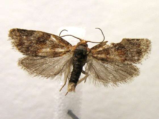 Image of Pine-tube Moth