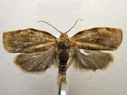 Image of Broken-banded Leafroller