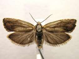 Image of <i>Eucosma indeterminana</i>