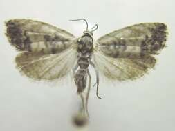 Image of Cydia gallaesaliciana Riley 1881
