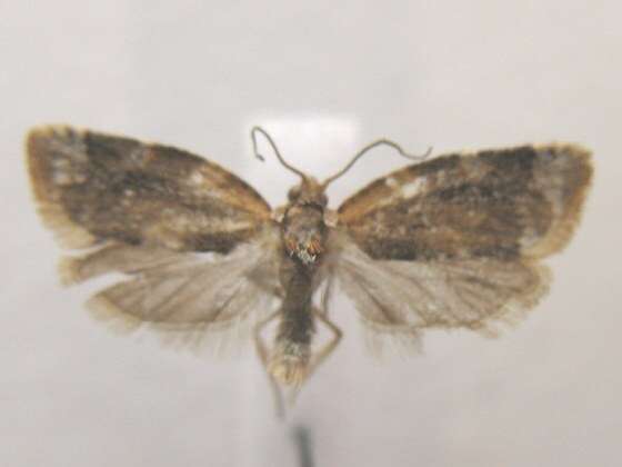 Argyrotaenia velutinana Walker 1863的圖片