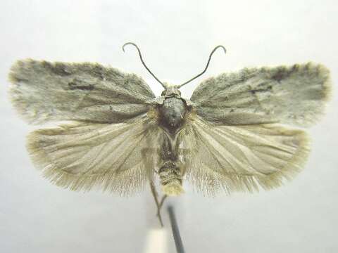 Image of Black-headed Birch Leafroller