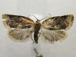 Argyrotaenia velutinana Walker 1863的圖片